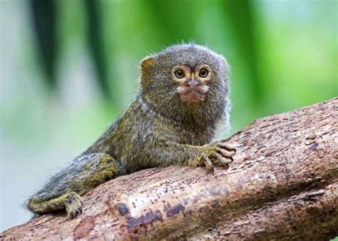 Everything About Finger Monkey aka Pocket Monkey (Pygmy Marmoset)