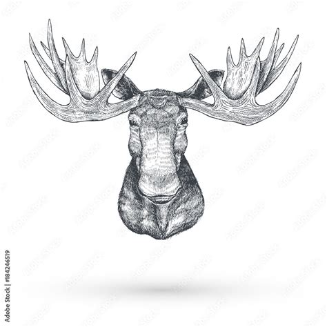 Hand drawn Moose head, Vector Stock Vector | Adobe Stock