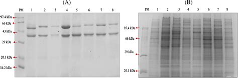 A 12% SDS-PAGE gel analysis using coomassie brilliant blue staining ...