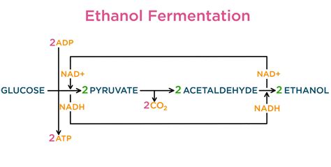 Ethanol Fermentation Process Diagram Ethanol Fermentation Eq