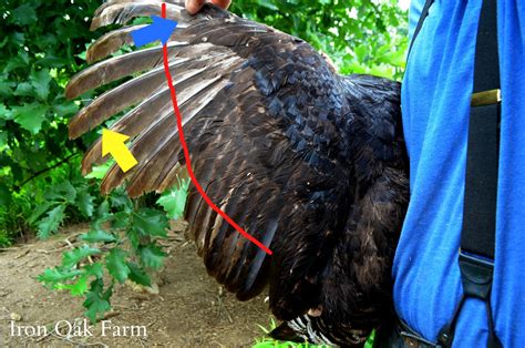 Trimming Turkey Feathers | Community Chickens