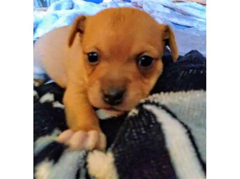 4 Jack Chi Puppies for Christmas in Las Vegas - Puppies for Sale Near Me