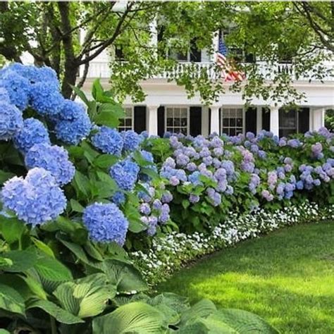 Beautiful Hydrangea Design Ideas Landscaping Your Front Yard 07 - MAGZHOUSE