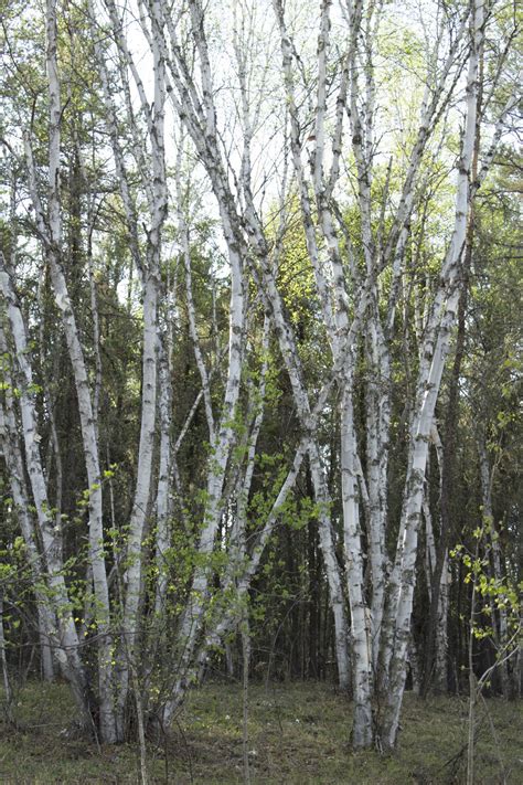 White Birch Bark Tree Free Stock Photo - Public Domain Pictures