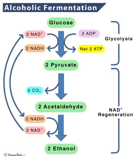 What Is The Process Of Yeast Fermentation at Sergio Curry blog