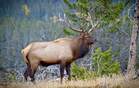 Expert tips for scouting and tracking big bull elk • Outdoor Canada