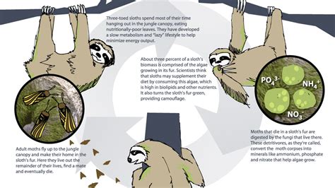 A Sloth Named Velcro | Sloth and Moths: A Mutually Beneficial ...