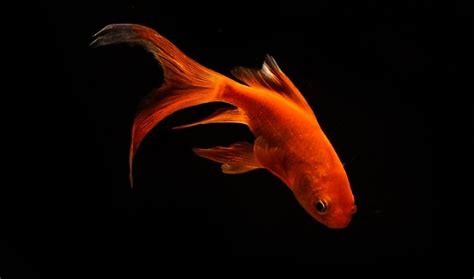 Comet Goldfish Care Guide - Your Aquarium Place