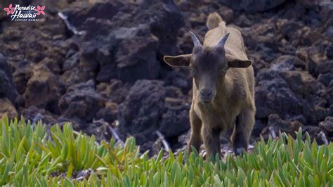 Animals on the Big Island | Discover Hawaiian Wildlife | Paradise in Hawaii