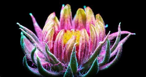 Remarkable Photos Capture the Light That Plants Emit | WIRED