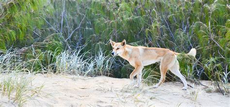 Fraser Island - Wildlife Preservation Society of Queensland