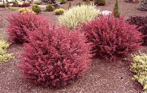 Barberry Bushes | Collection | PlantingTree - PlantingTree