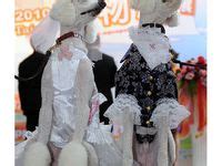 8 Poodle costumes ideas | poodle, standard poodle, poodle dog