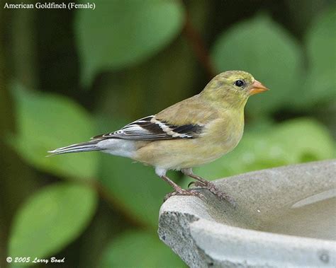 American Goldfinch - eBirdr