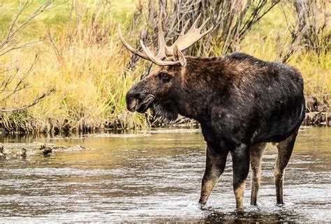 5 of the Best Grand Teton Wildlife Tours