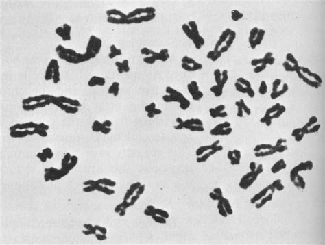 Human karyotypes