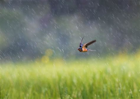 SKeysImages | Birds in the Rain