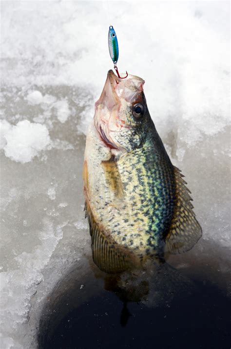 Crappie Fishing Tips - How To Catch Crappie Guide: Where, When & Time