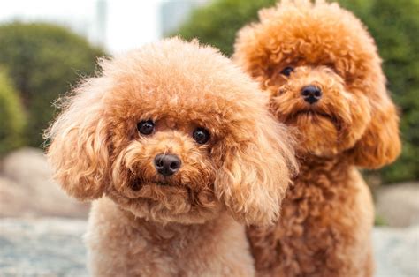 70 Perfect Fluffy Dog Names for Your New Family Member