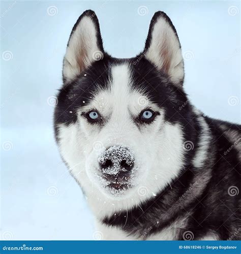 Siberian husky dog stock photo. Image of pedigreed, obedient - 68618246