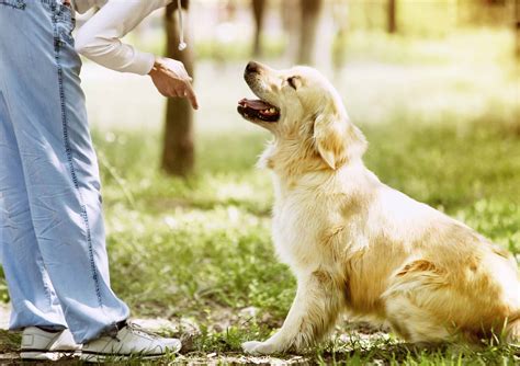 Golden Retriever training: Keep sessions short, fun, treat-filled