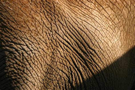 Rhino Skin, photograph, #1489952 - FreeImages.com