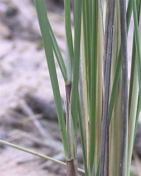 Ammophila arenaria