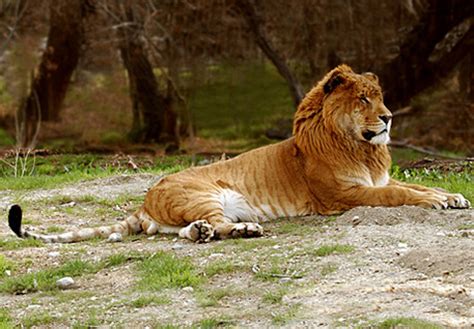 Liger - Hybrid Big Cats Our Planet / 18 facts about ligers, the largest ...