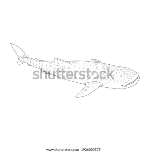 Whale Shark Outline: Over 2,905 Royalty-Free Licensable Stock Vectors ...