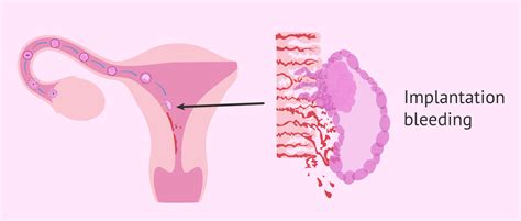 Embryonic development and implantation bleeding