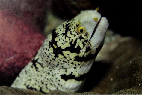 Moray Eel Size and Tank Size for Saltwater Eel Species