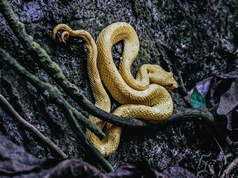 Meet Snake Island: The Tiny Island Full of Snakes — Skratch