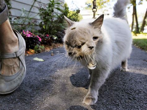 Two-faced cat turns 12: Meet Frank and Louie - Photo 1 - Pictures - CBS ...