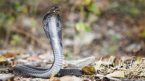 Siamese Spitting Cobra | The Animal Facts | Appearance, Diet, Habitat