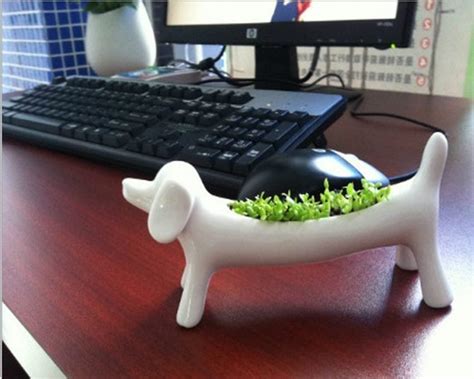 25 Office Plants That Fit on Your Desk - Small Business Trends