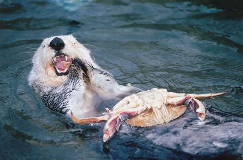 Sea Otter Facts