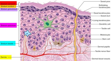 Epidermis - 5 Layers of Epidermis, Outermost Layer & Function