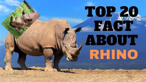 Rhino facts – Artofit