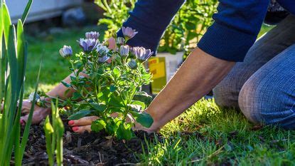 Mulching: a simple guide to help your garden thrive | Homes & Gardens