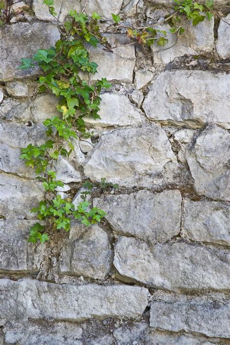 Old white stone wall and ivy background. Old white stone wall with ...