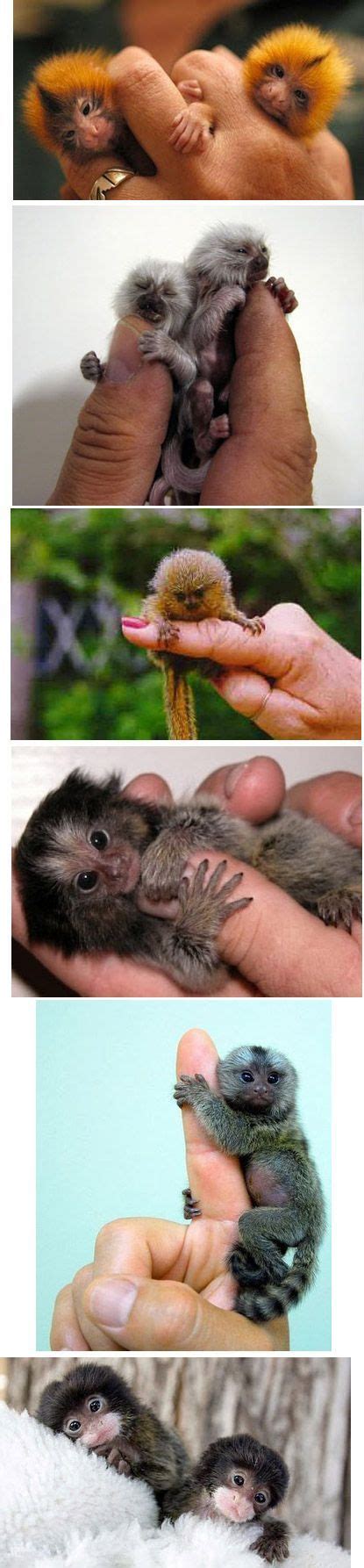 175 best images about Finger Monkey on Pinterest | Massage, Marmoset ...