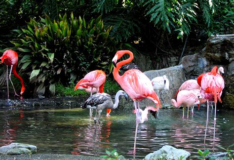 SUJITH SPOT:::::: Flamingo-Colourful bird