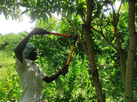 How To Prune a Mango Tree - Natural Mangoes, ARNV Farms