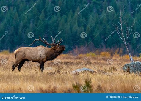 A Massive Bull Elk Bugling in a Mountain Meadow during the Fall Rut ...