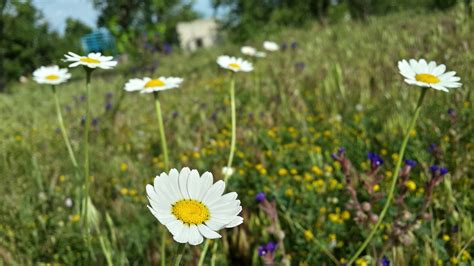 flowers, Grass Wallpapers HD / Desktop and Mobile Backgrounds