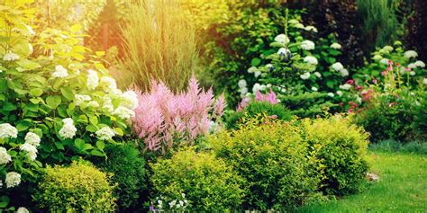 15 Best Small Shrubs for Gardens - Evergreen and Flowering Shrubs