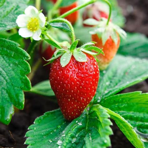 Garden State Bulb Strawberry Ozark Beauty Live Bare Root Crowns (Bag of ...