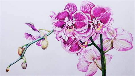 Orchid Drawings In Pencil Step By Step