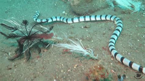 Highly Venomous Sea Snake