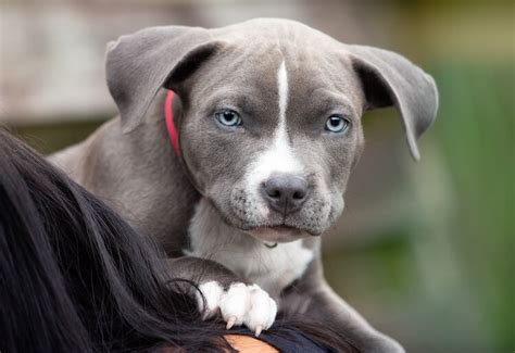 Blue Nose Pitbull Breed Guide, Facts, Training & Price - Marvelous Dogs